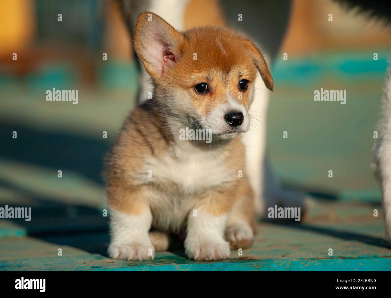 Niedliche Baby Corgi Nahaufnahme, sitzen im Freien Stockfoto