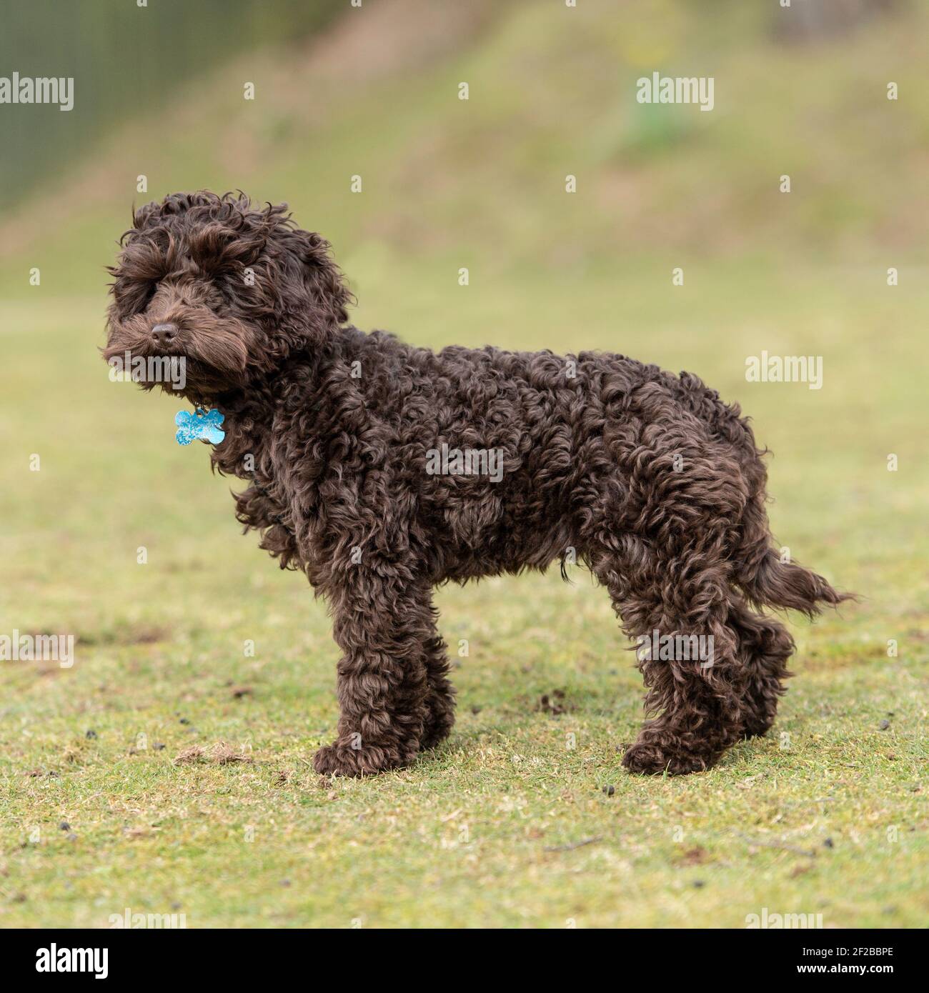 Cockapoo Welpe Stockfoto