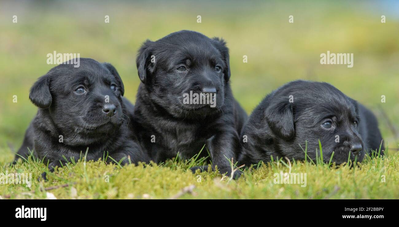Schwarze labrador Retriever Welpen Stockfoto