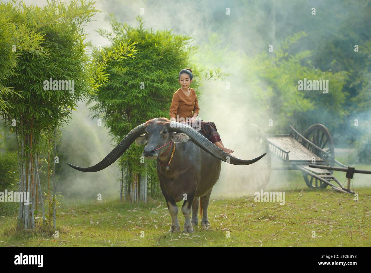 Frau sitzt auf einem Wasserbüffel auf einem Feld, Thailand Stockfoto