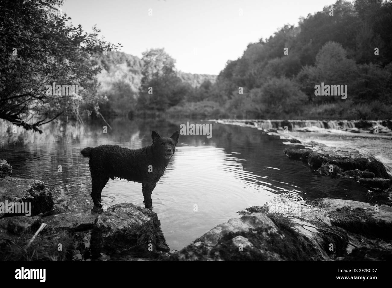 Eine Graustufenaufnahme eines Jagdhundes, der auf dem steht Felsen an der Küste eines Sees Stockfoto