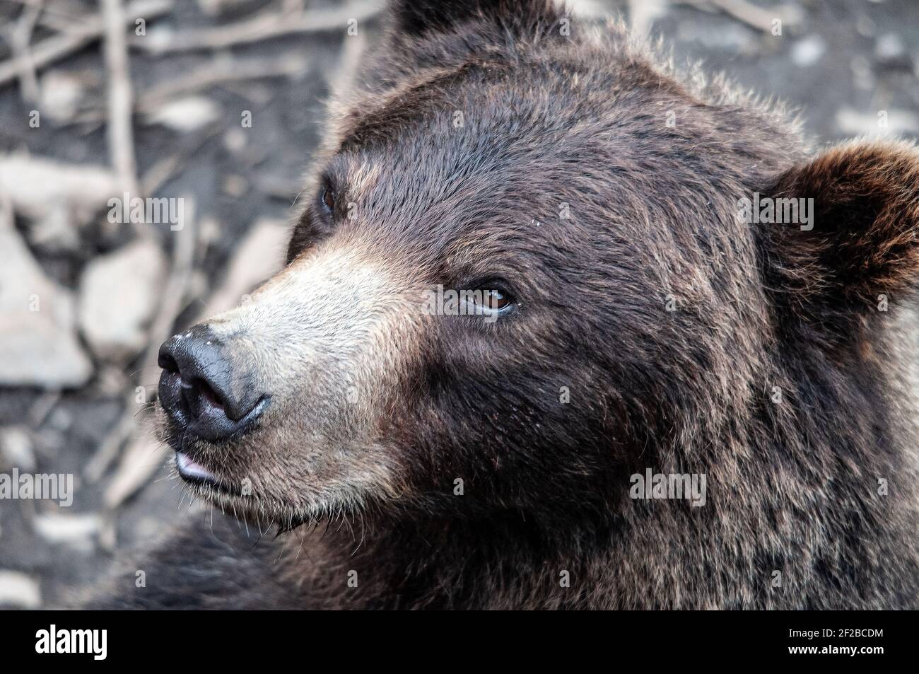 Braunbär (Grizzly) (Ursus arctos sitkensis) auf Sitka Island, Alaska Stockfoto