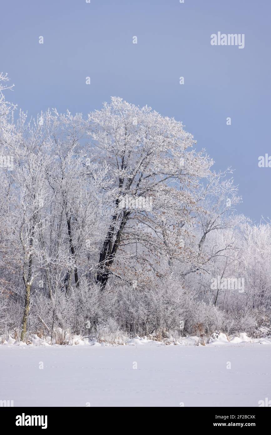 Raureif an einem schönen Wintertag im Norden von Wisconsin. Stockfoto