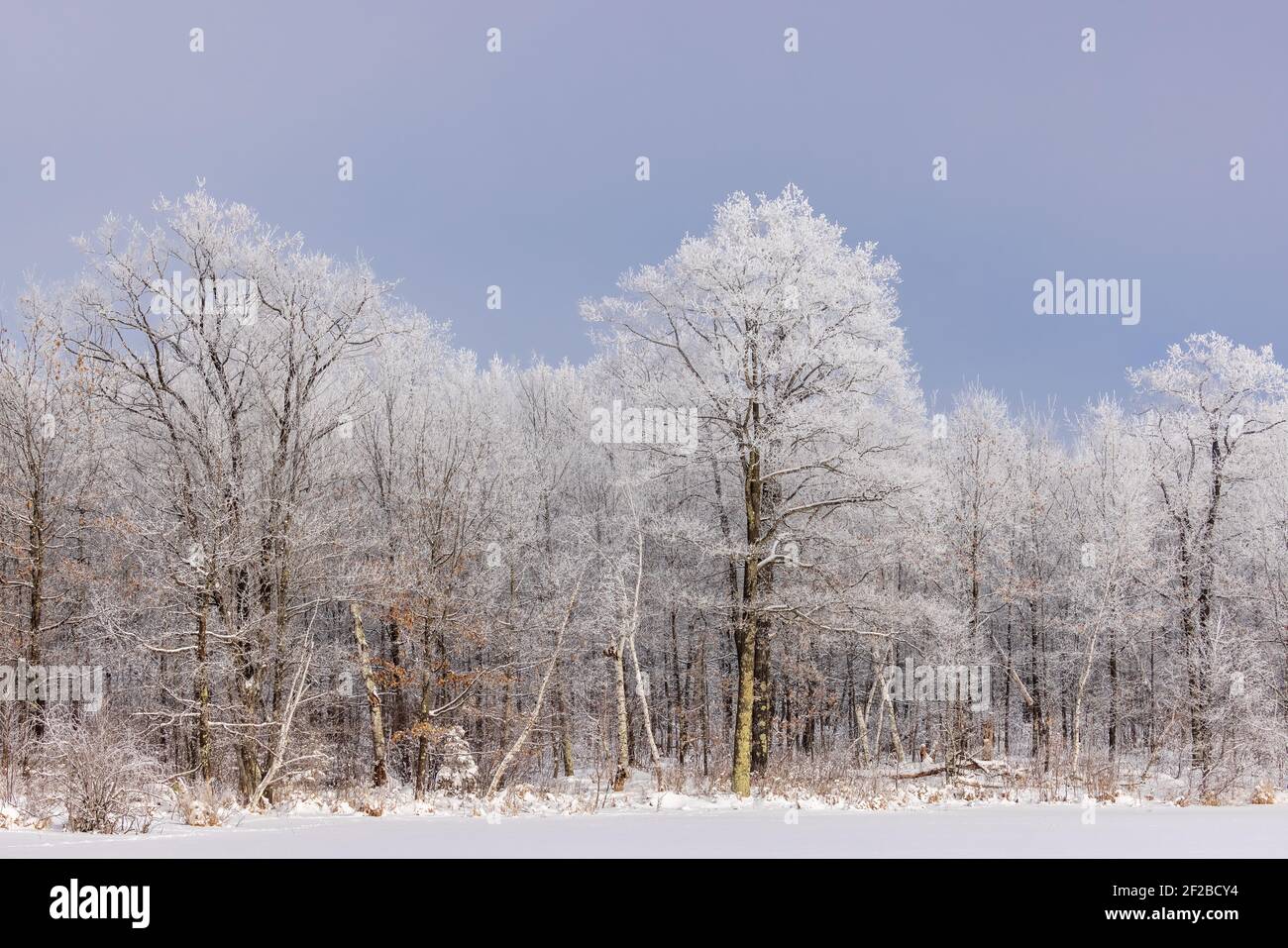 Raureif an einem schönen Wintertag im Norden von Wisconsin. Stockfoto