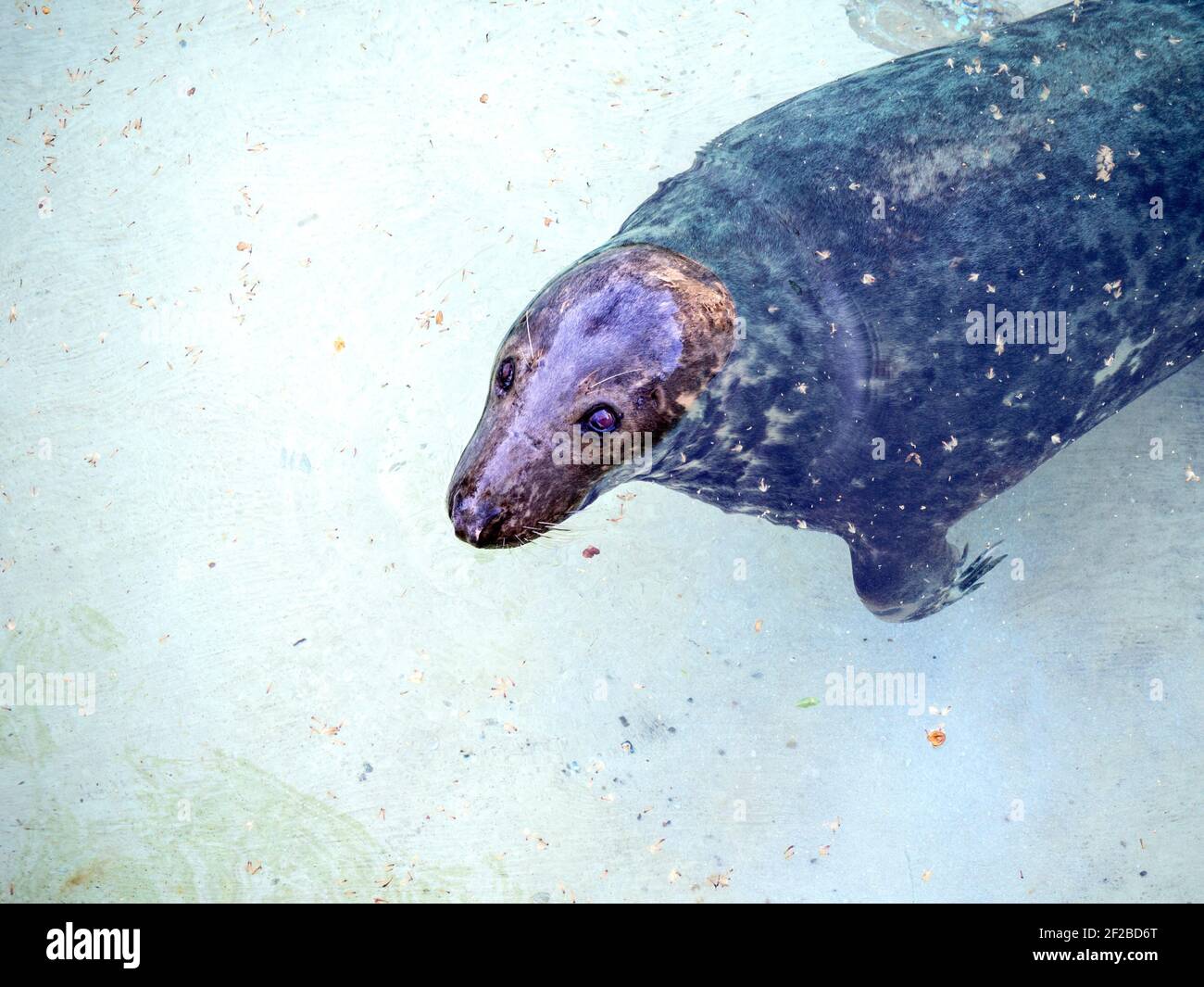 Nahaufnahme einer Dichtung, die ihren Kopf aus dem heraushält Wasser Stockfoto