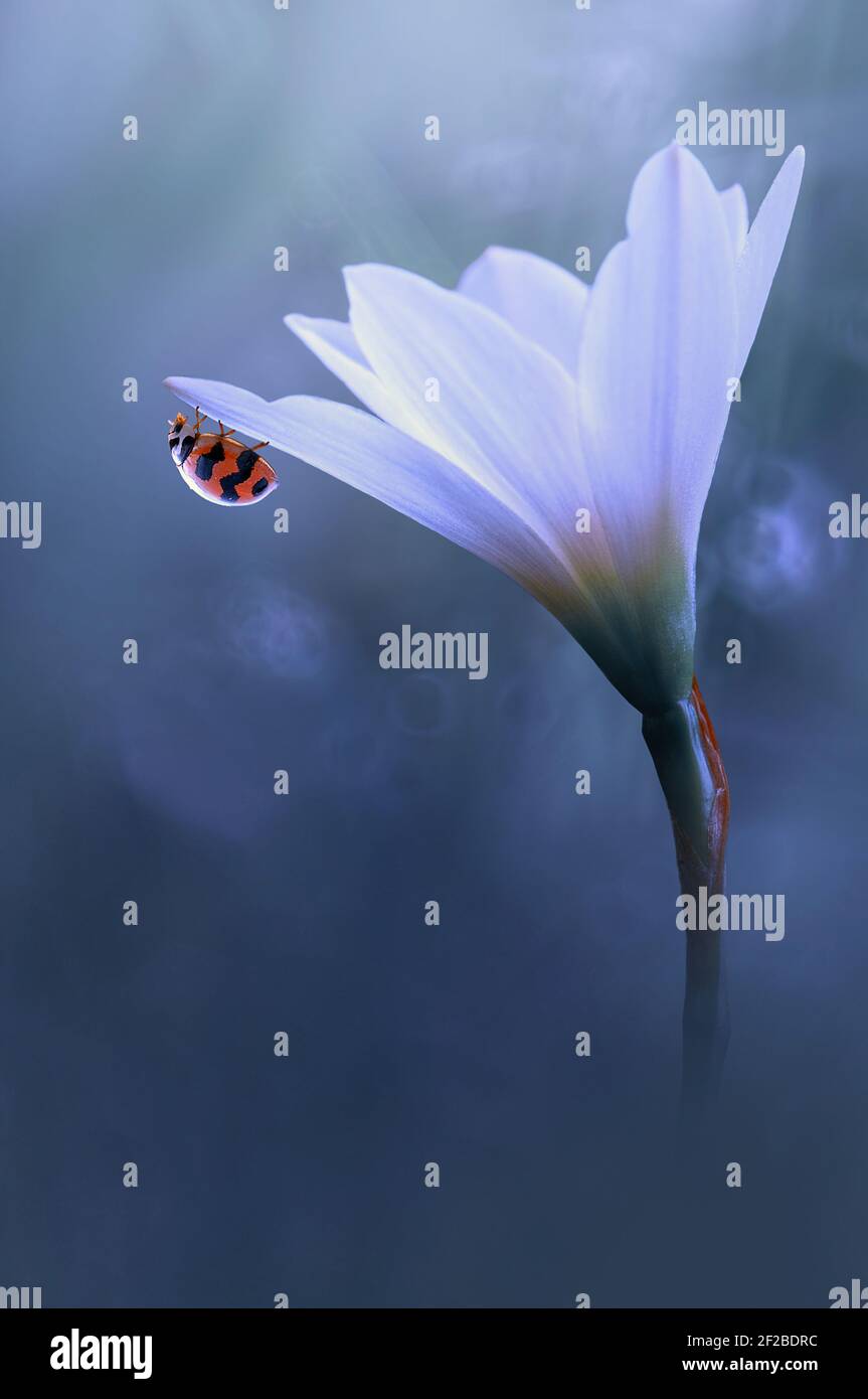 Nahaufnahme eines Marienkäfer auf einer Blume, Indonesien Stockfoto