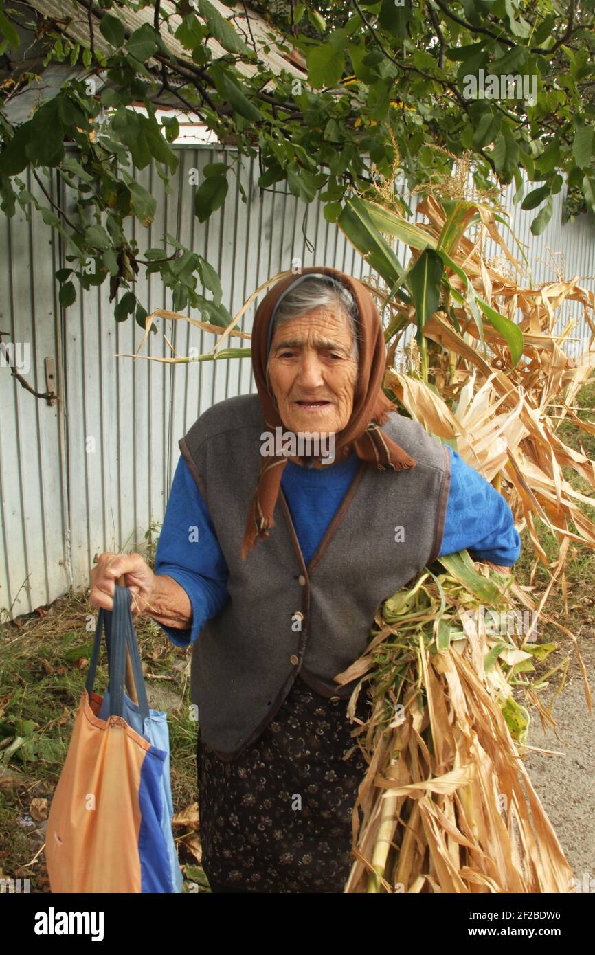 Vrancea, Rumänien. Ältere Frau, die Maispflanzen trägt, um ihre Nutztiere zu füttern. Stockfoto