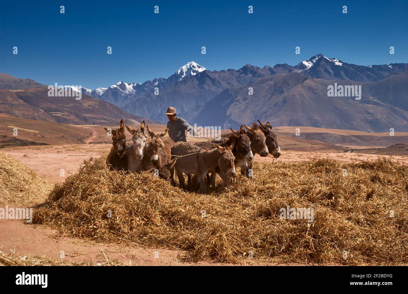 Bauern, die Esel zum Dreschen von Mais verwenden, Anden im Hintergrund, Maras, das heilige Tal der Inkas, Urubamba, Cusco, Peru, Südamerika Stockfoto