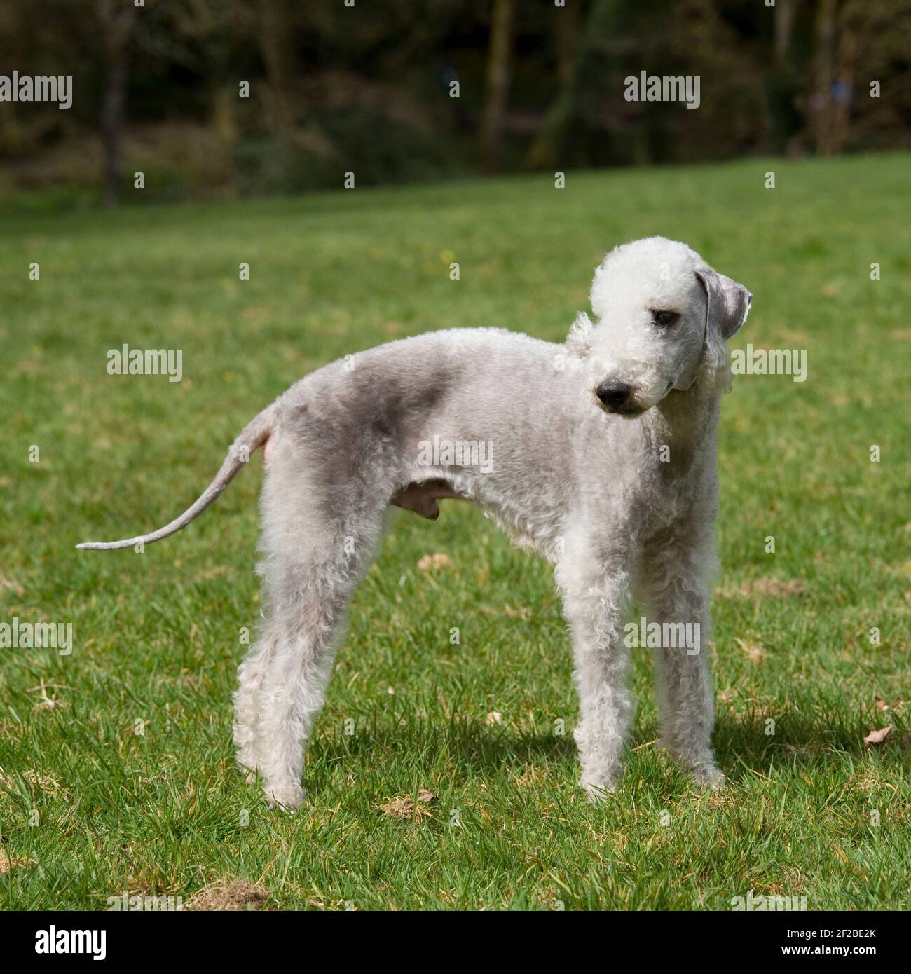 Bedlington Terrier Dog Stockfoto