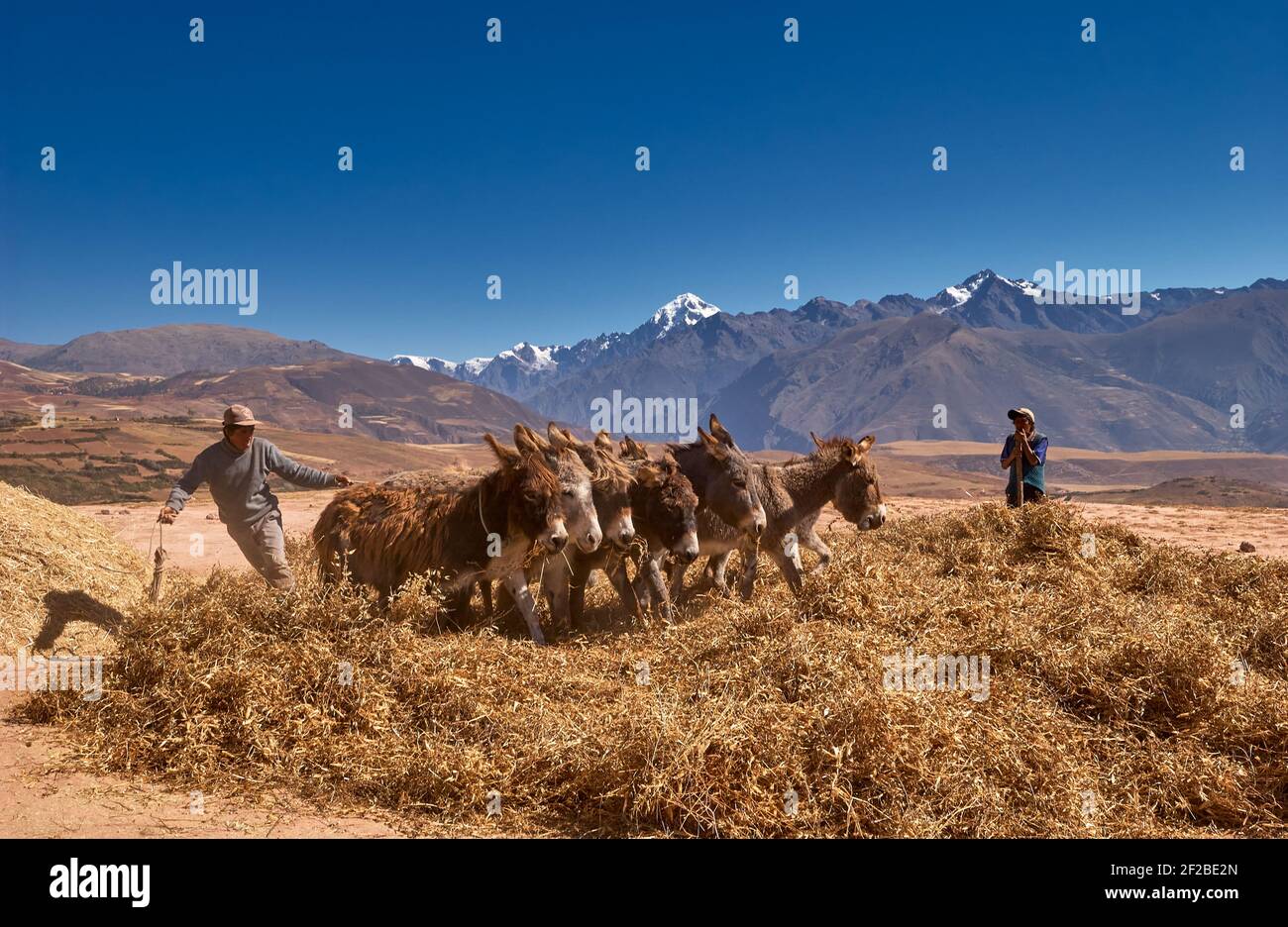 Bauern, die Esel zum Dreschen von Mais verwenden, Anden im Hintergrund, Maras, das heilige Tal der Inkas, Urubamba, Cusco, Peru, Südamerika Stockfoto