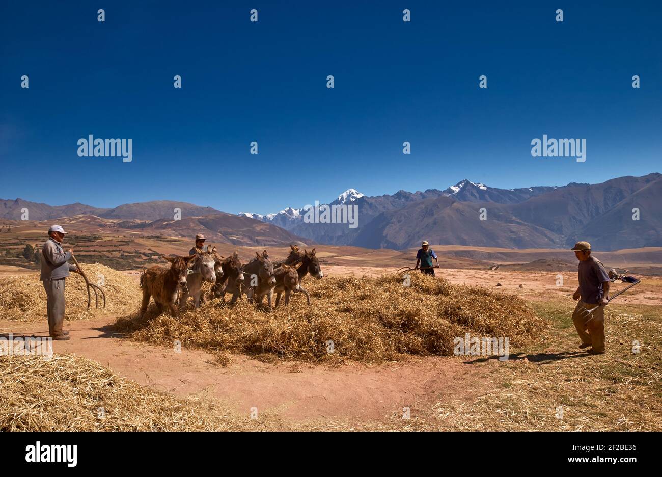 Bauern, die Esel zum Dreschen von Mais verwenden, Anden im Hintergrund, Maras, das heilige Tal der Inkas, Urubamba, Cusco, Peru, Südamerika Stockfoto