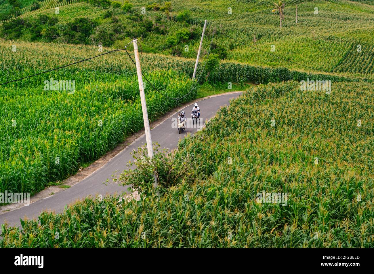 Zwei Motorradfahrer mit Pillion, Passagiere fahren entlang einer Straße durch Maisfelder, Mandalika, Lombok, Indonesien Stockfoto