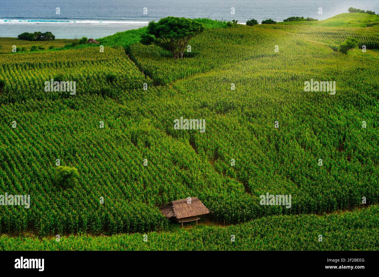 Maisfelder wachsen in Hügeln, Mandalika, Lombok, Indonesien Stockfoto