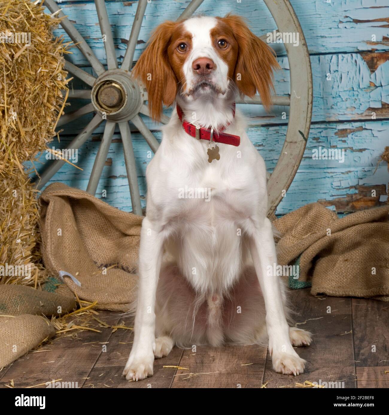Brittany, Spaniel Hund Stockfoto
