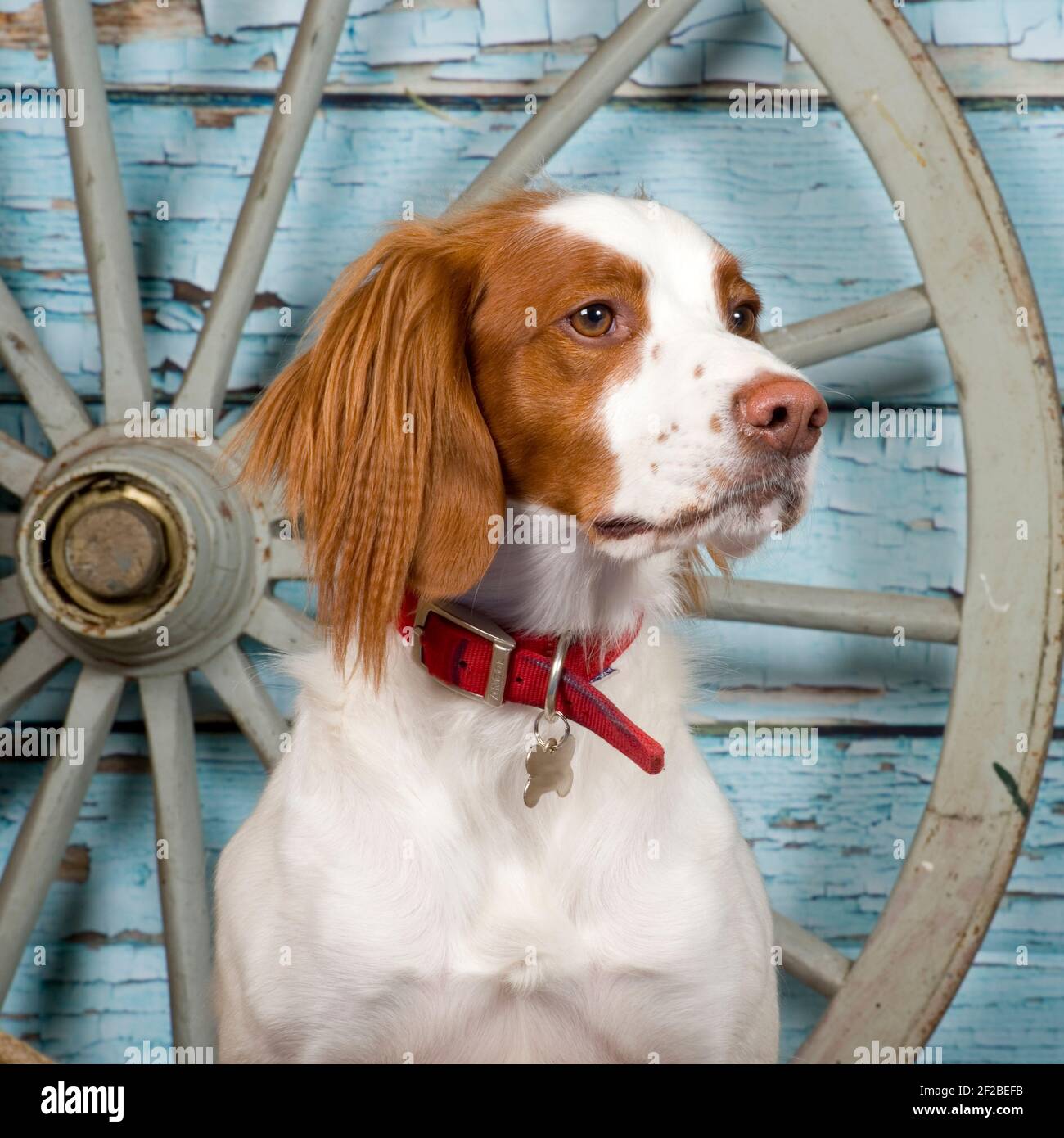 Brittany, Spaniel Hund Stockfoto