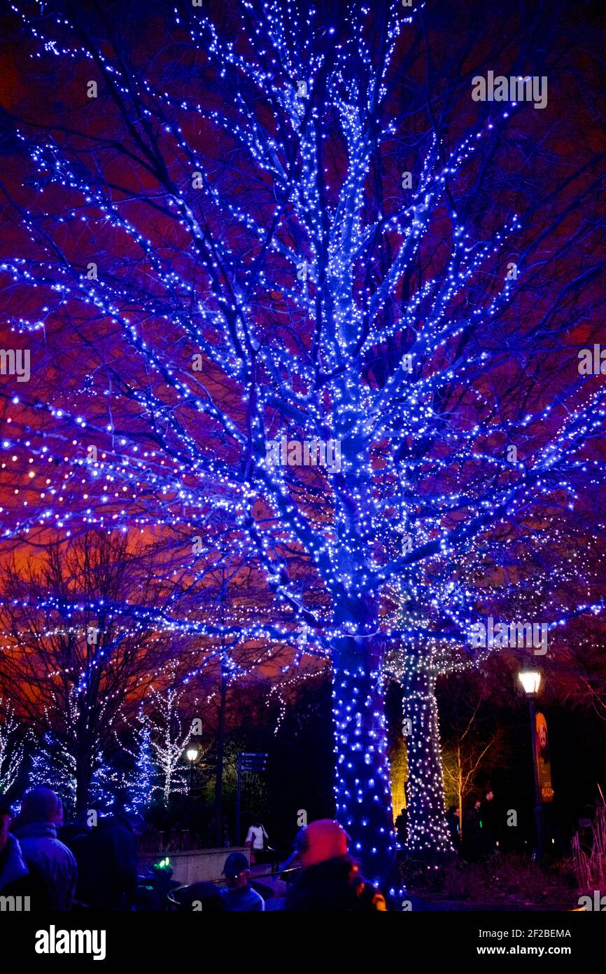 Bright Blue Lights on Tree at Zoo Lights Night im Smithsonian National Zoological Park im Dezember jedes Jahres, um die Saison zu feiern. Stockfoto