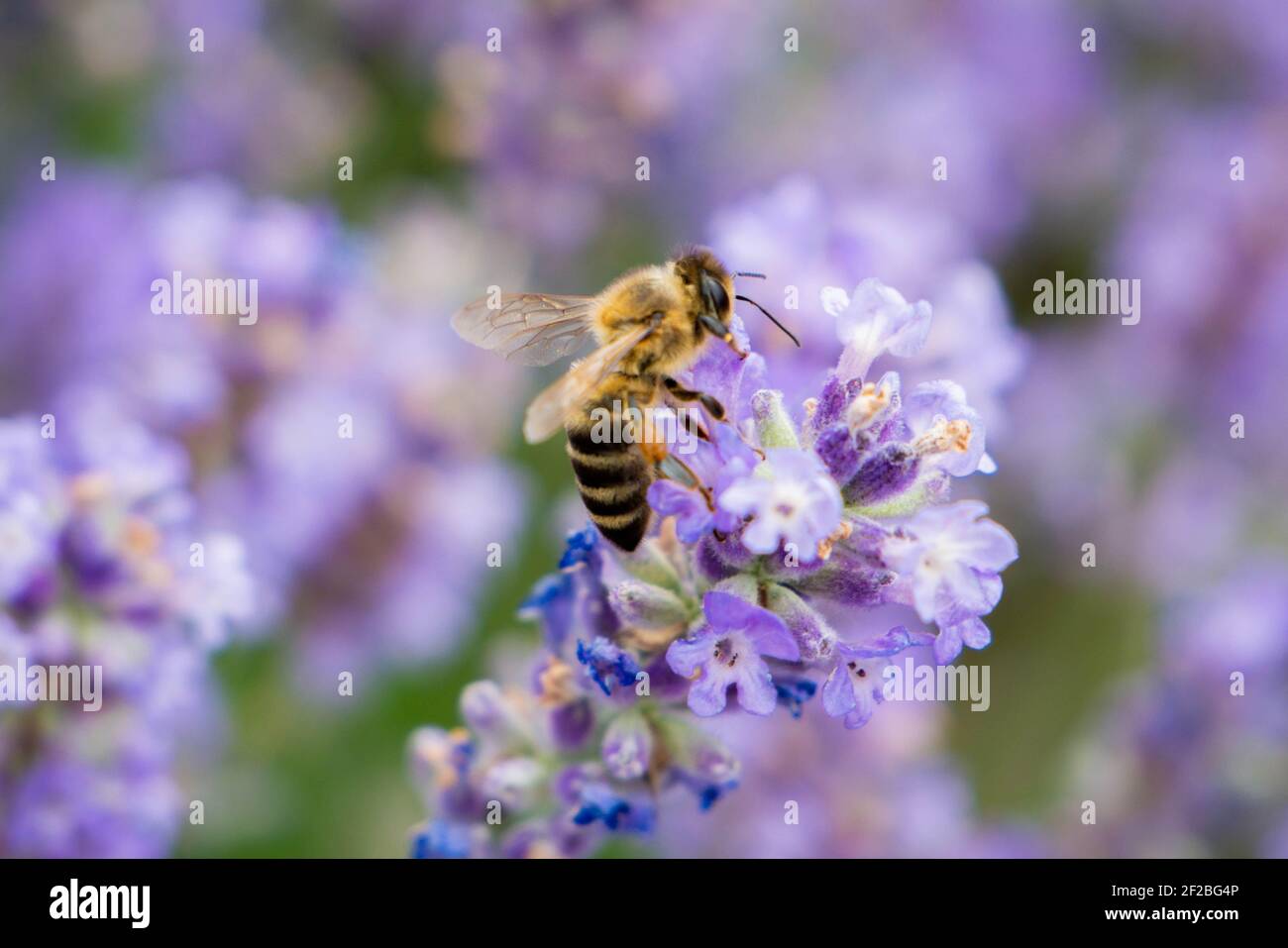 Gestreifte Biene ist gelandet und sitzt auf einer Lavendelblüte. Sammelt Nektar. Auf den Pfoten sind Pollen. Nahaufnahme. Stockfoto