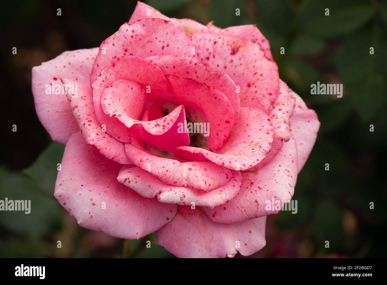 Saftig attraktive hellrosa gesprenkelte Rose auf einem verschwommenen Hintergrund. Stockfoto