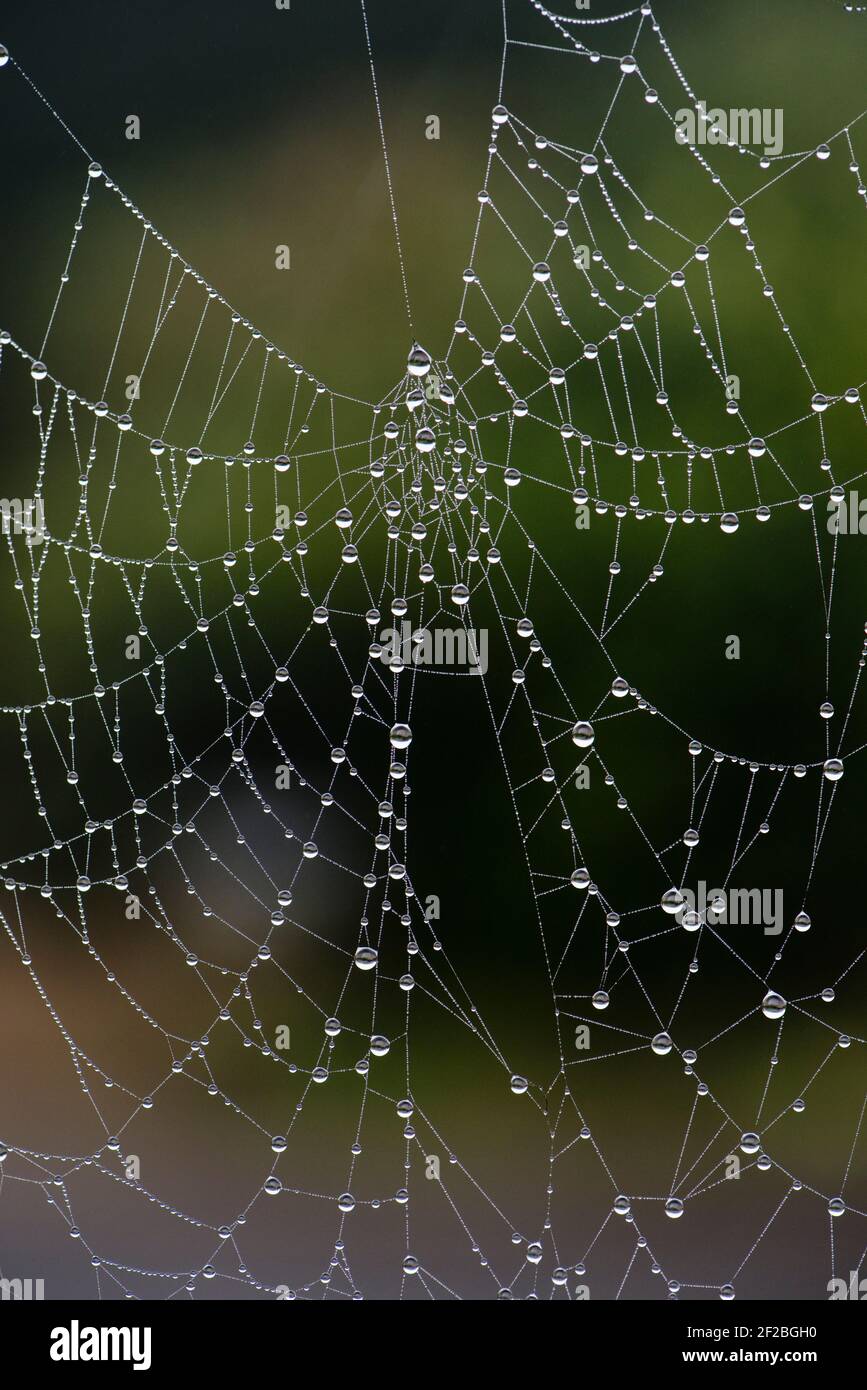 Tröpfchen, die von einem frühen Morgennebel auf den zarte gossamer Fäden eines Orb Web Spinnen's Web, Berkshire, Februar, abgehaucht werden Stockfoto