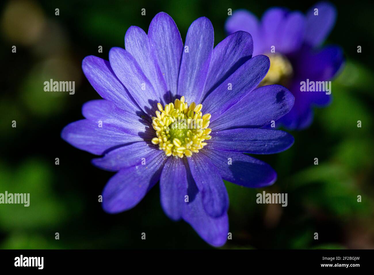 Die Blume einer Winterwindblume (Anemone blanda) Stockfoto