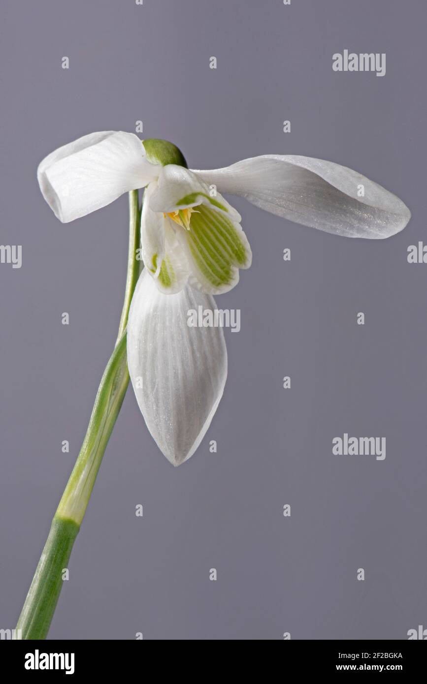 Einzelne Schneeglöckchen (Galanthus vivalis) Blume mit grün geäderten inneren und weißen äußeren Perianth mit sechs Tepalen, vor neutralem Hintergrund. Stockfoto