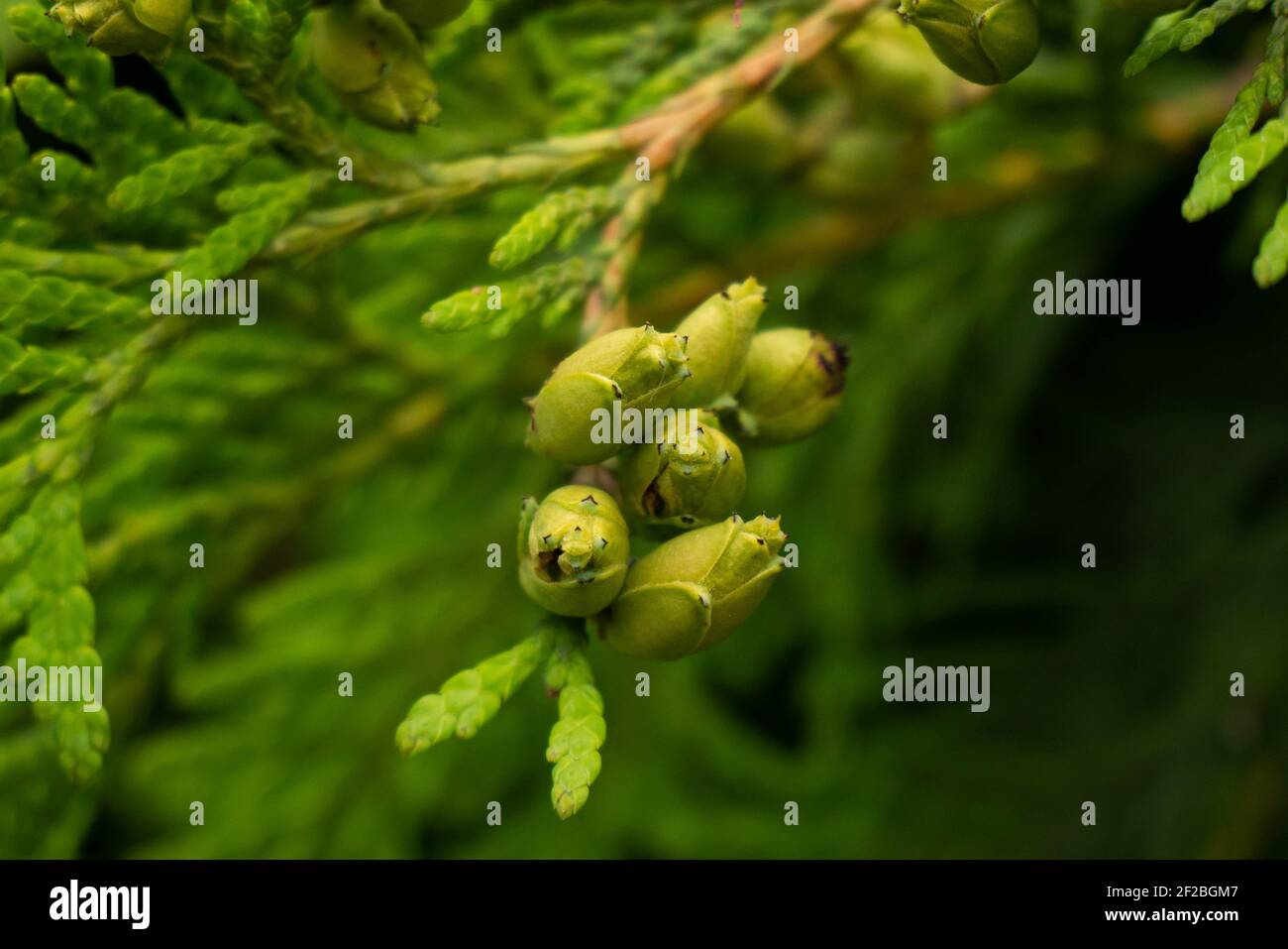 Leuchtend grne Knospen wachsen auf Fichte. Thuja Stockfotografie - Alamy