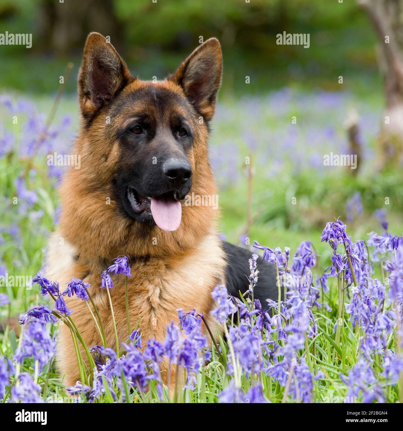 Deutscher Schäferhund, Elsässer, im Frühling blüht Stockfoto