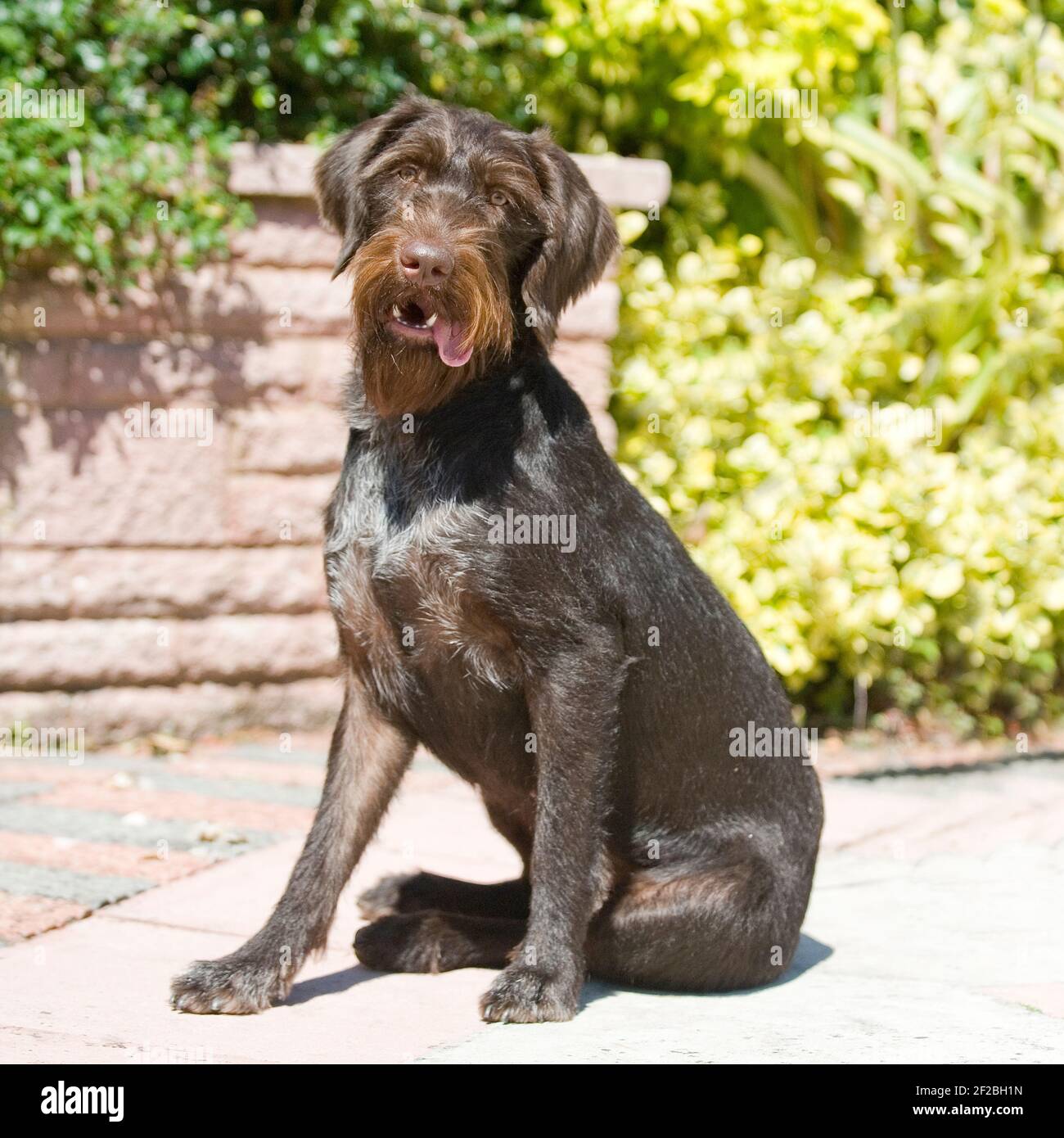 gwp, deutscher drahthaariger Zeiger, sitzend Stockfoto