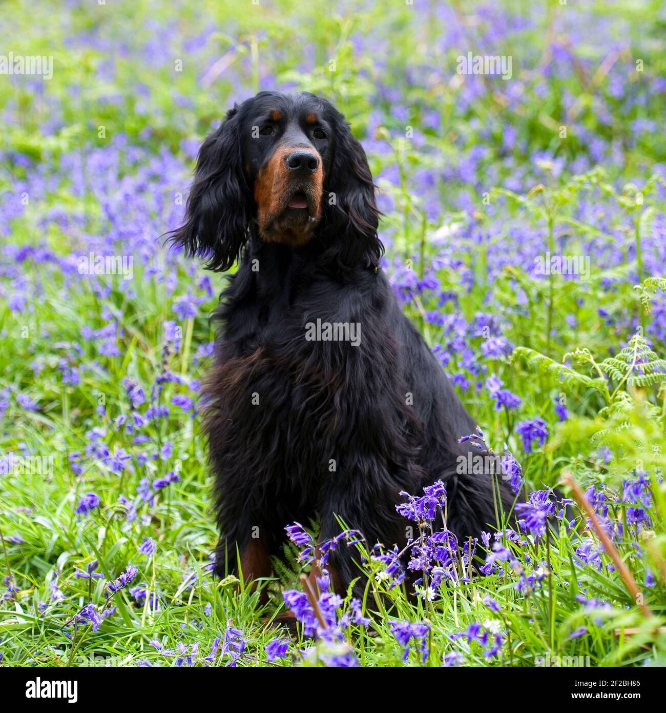 Gordon Setter Dog Stockfoto