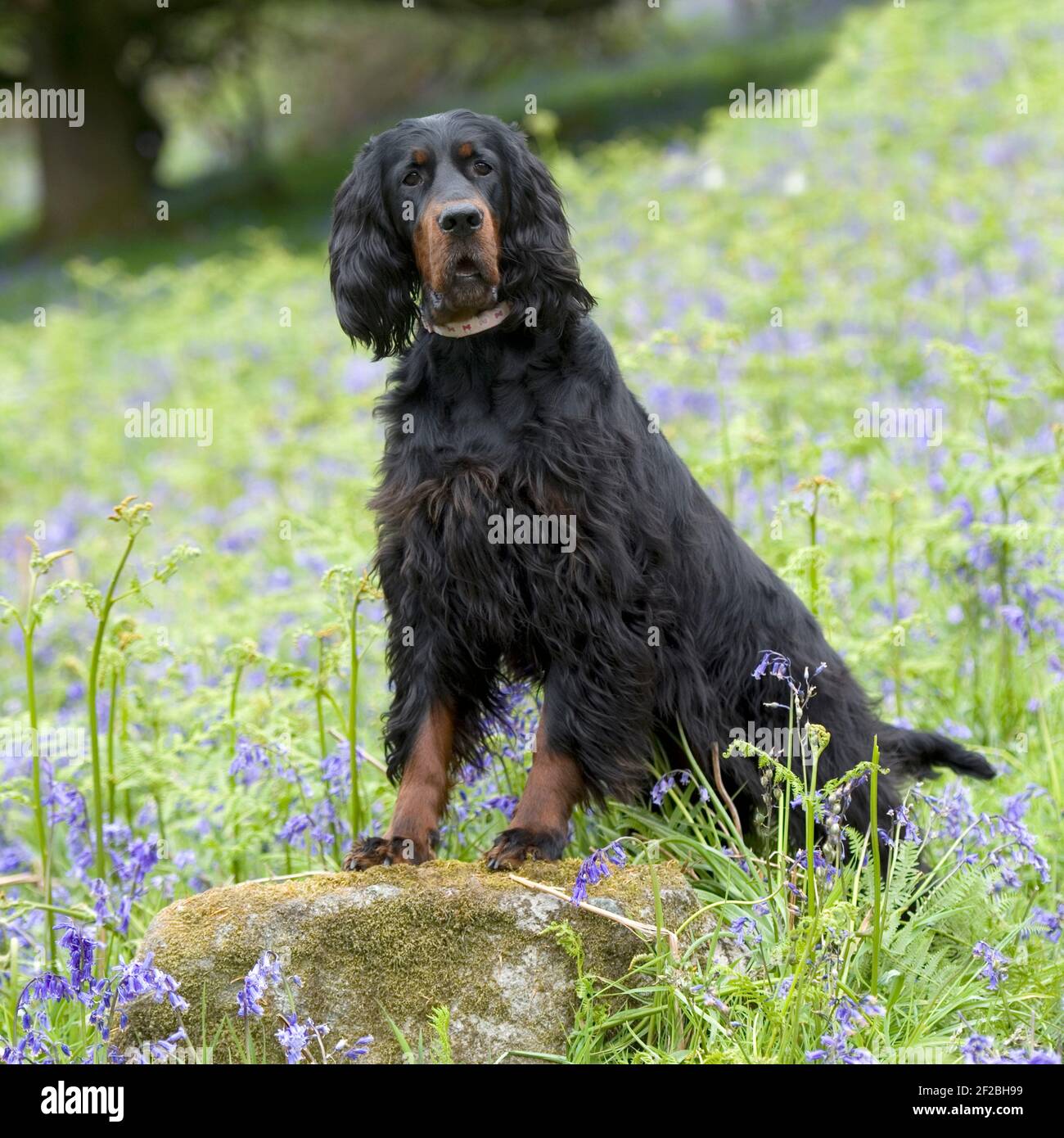 Gordon Setter Dog Stockfoto
