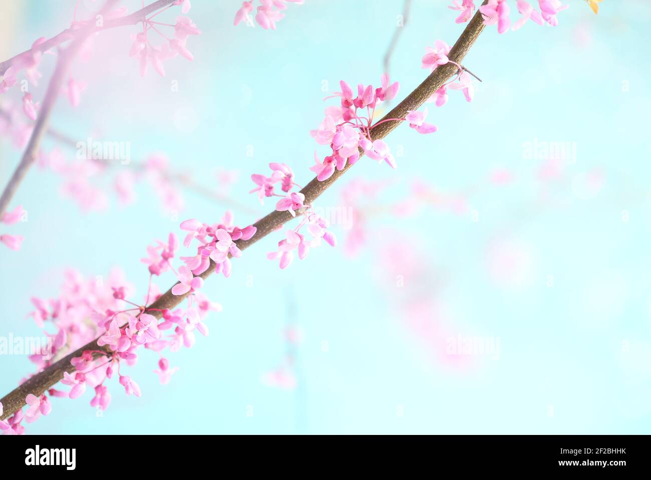 Abstrakter Frühlingshintergrund mit wunderschönen östlichen Redbud Tree Blüten vor weichem, friedlichem, blauem Himmel. Selektiver Fokus mit extrem unscharfem Hintergrund. Stockfoto