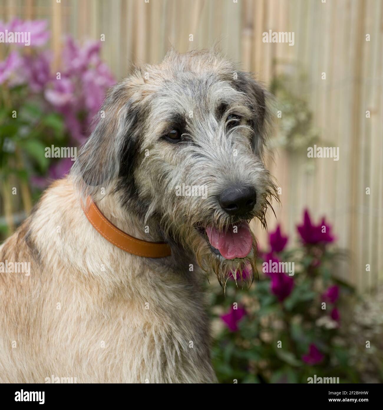 Irish Wolfhound Welpen Stockfoto