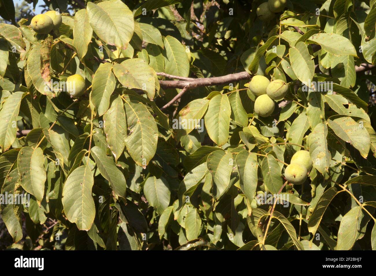 Walnüsse im Baum in ihren grünen Schalen Stockfoto