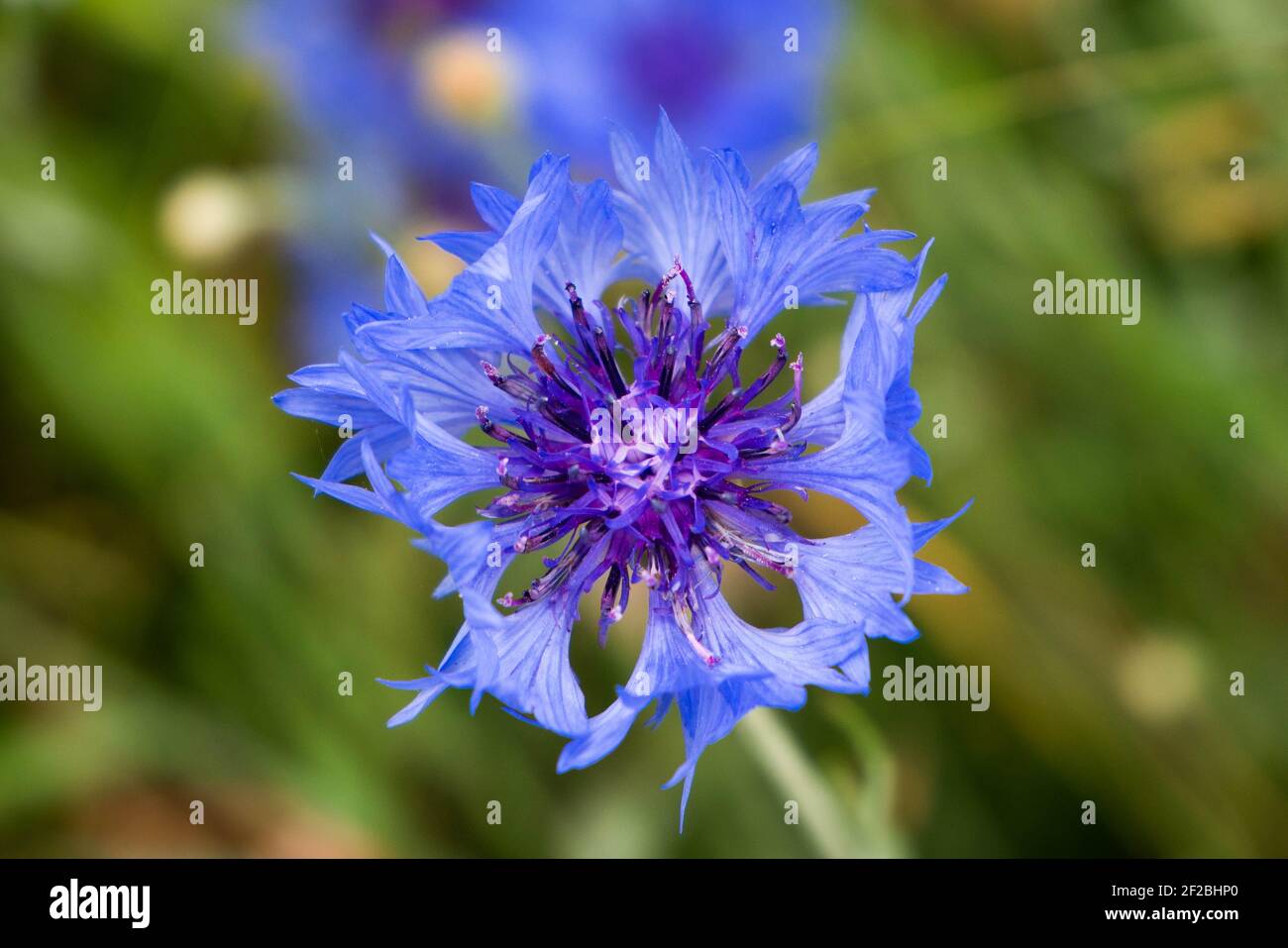 Eine Nahaufnahme einer Blume. Kopf der blauen Kornblume Blume auf einem verschwommenen Hintergrund. Blütenblätter sind wie ein Kassettenspieler. Stockfoto