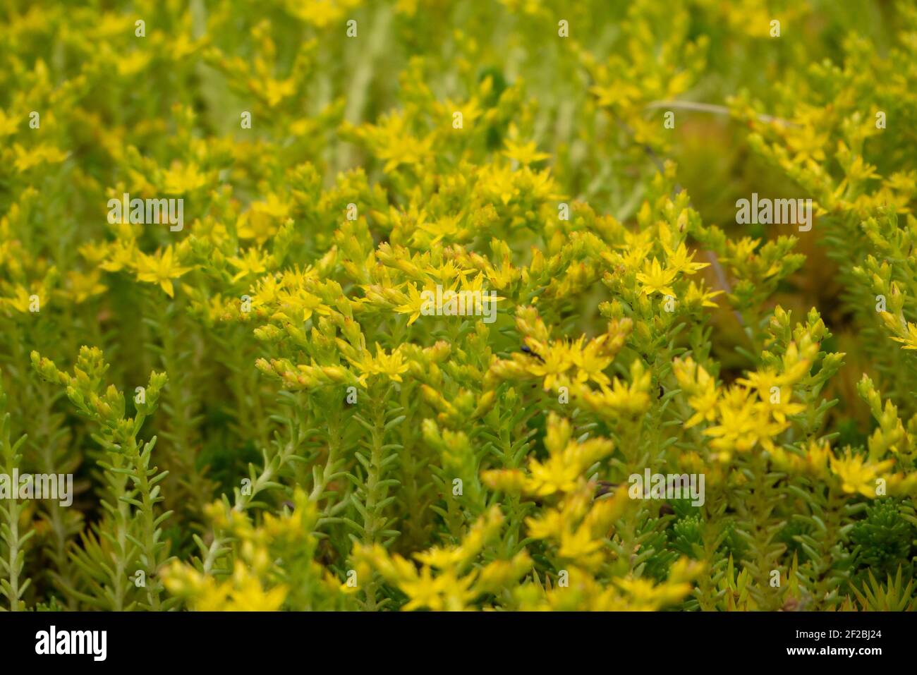 Dickichte der ungewöhnlichen Blüte kleine gelbe fünfblättrige Blüten der Pflanzen. Der Stamm ist mit weichen Dornen bedeckt. Stockfoto
