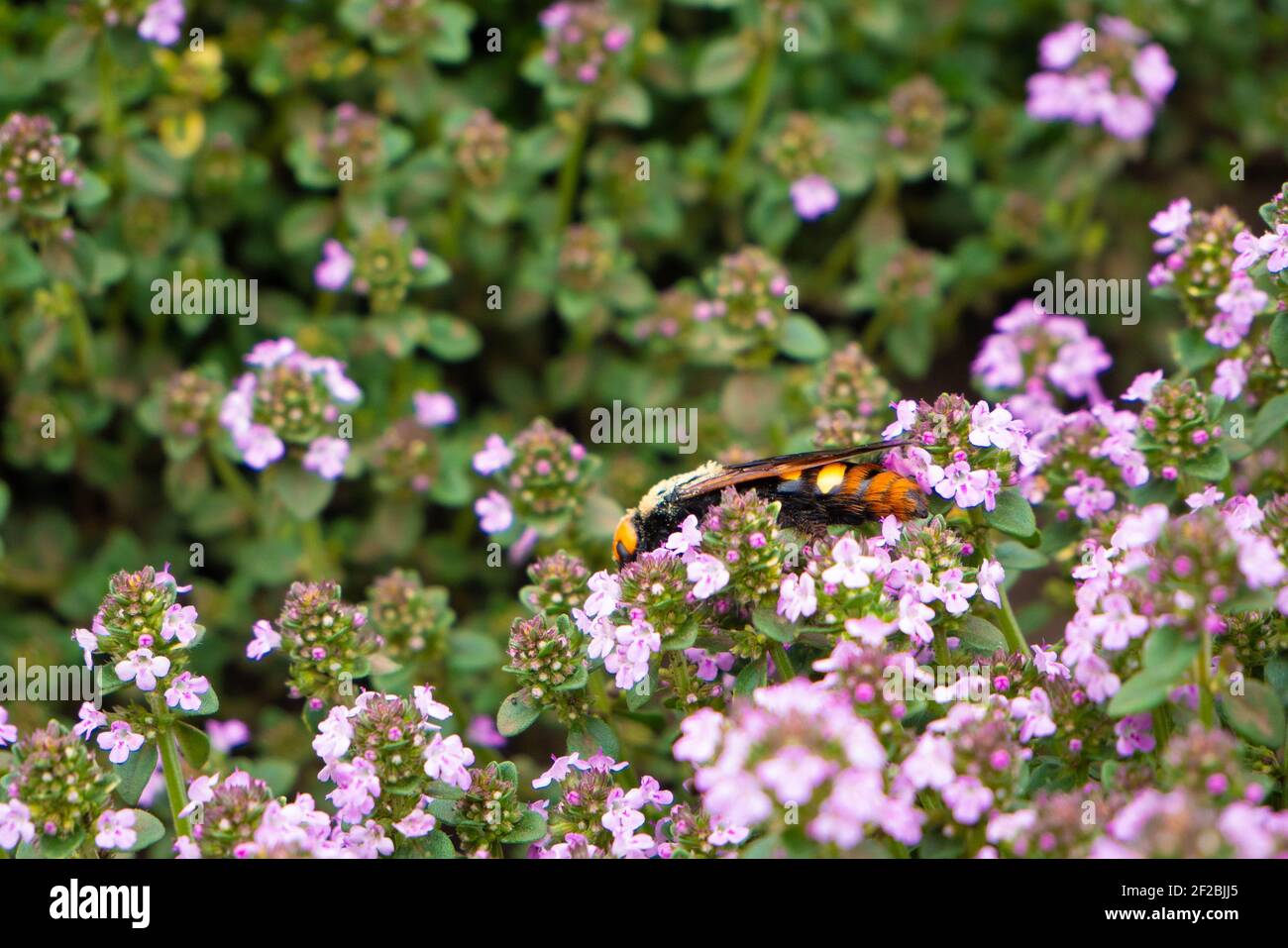 Ein riesiges gestreiftes Insekt versteckt sich in den Dickichten von Thymian. Unscharfer Hintergrund Stockfoto