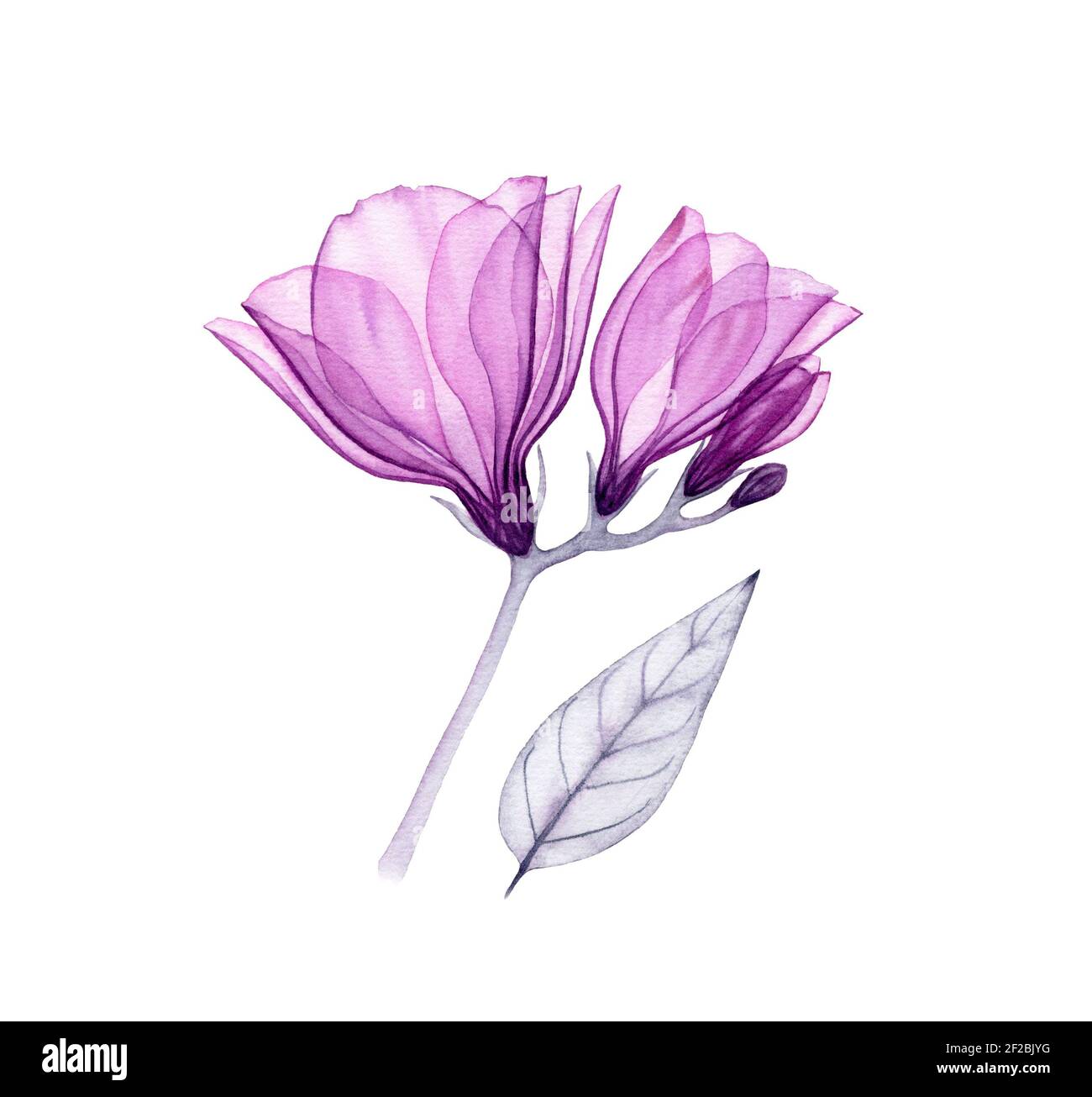Aquarell lila fresia. Handbemaltes Kunstwerk mit transparenten violetten Blumen isoliert auf weiß. Botanische Illustration für Karten, Hochzeitsdesign Stockfoto