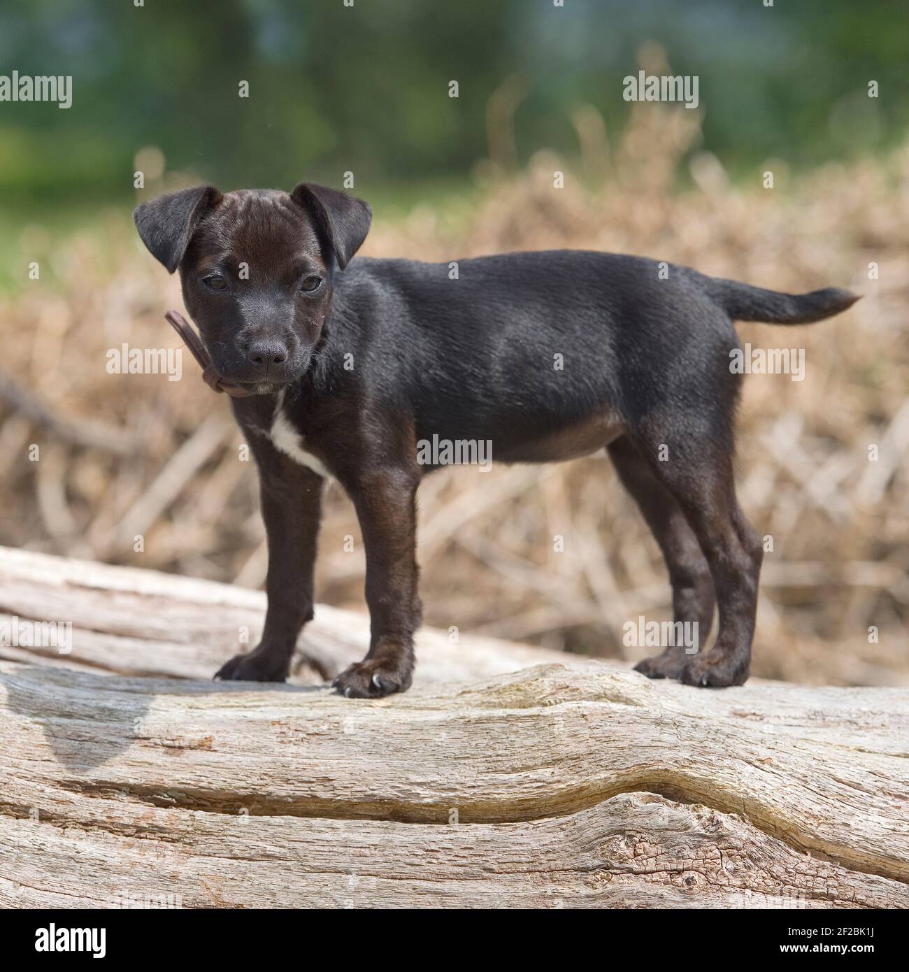 Patterdale Terrier Welpe auf einem Baumstamm Stockfoto