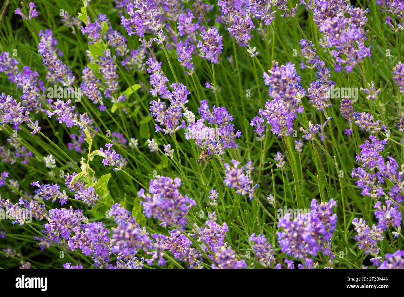 Grünes Gras mit vielen kleinen Fliederblüten Stockfoto