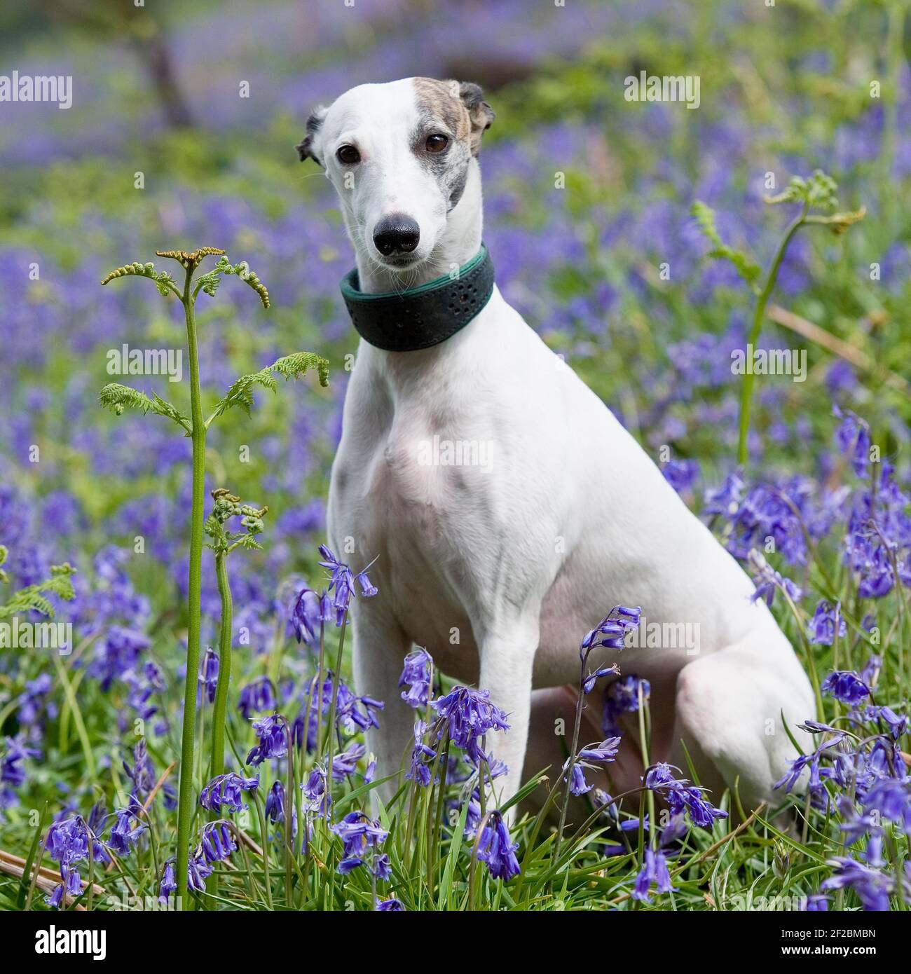 Whippet Stockfoto