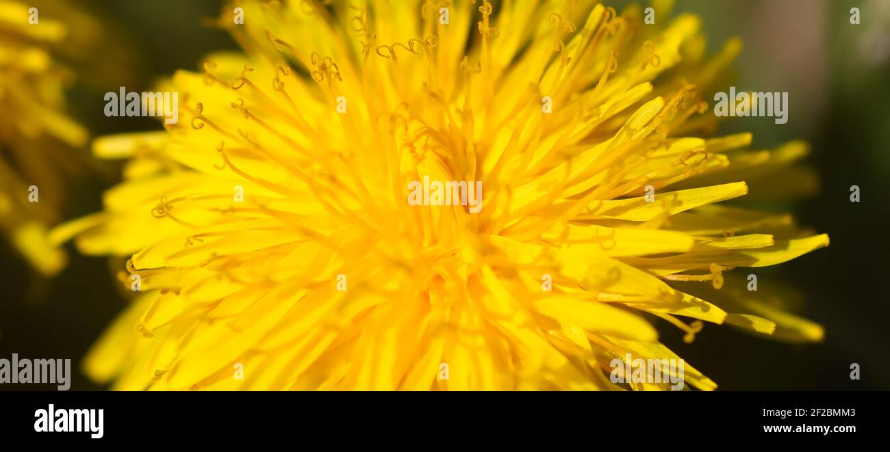 Blühende gelbe Löwenzahn-Blüten. Taraxacum officinale Pflanzen im Garten. Frühling in der Natur. Stockfoto