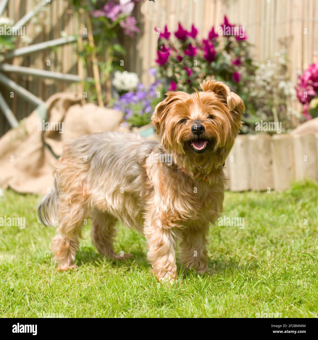 yorkshire Terrier, langer Schwanz, nicht angedockt Stockfoto