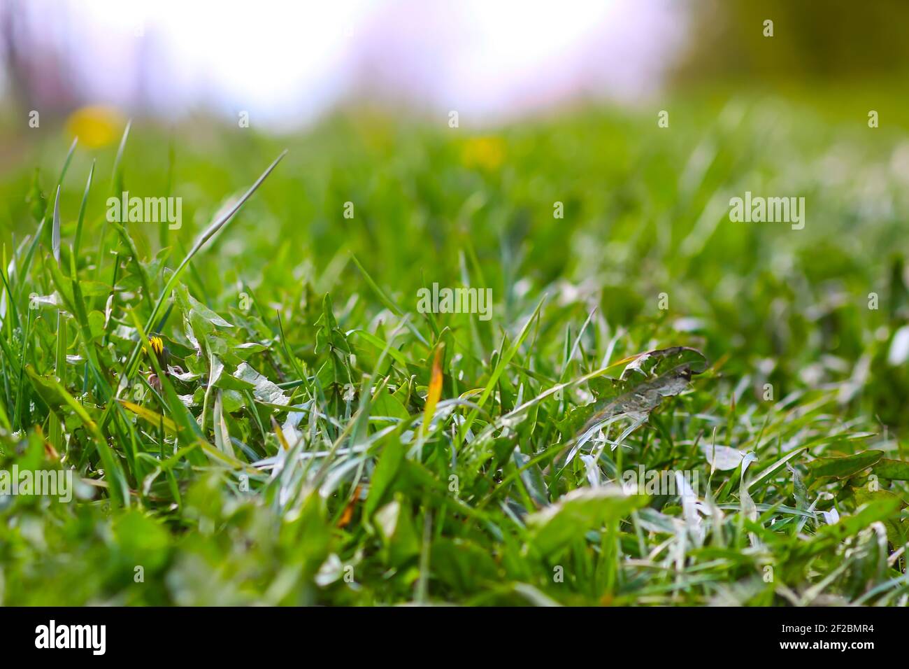 Blühende gelbe Löwenzahn-Blüten. Taraxacum officinale Pflanzen im Garten. Frühling in der Natur. Stockfoto