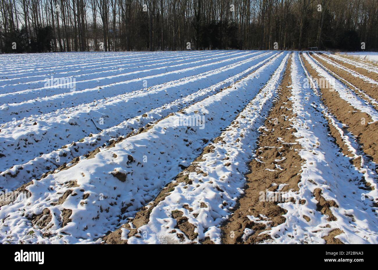 Ein gepflügte Bauernfeld bedeckt mit Schnee in Flandern. Landwirtschaft während der Wintermonate Konzept. Stockfoto