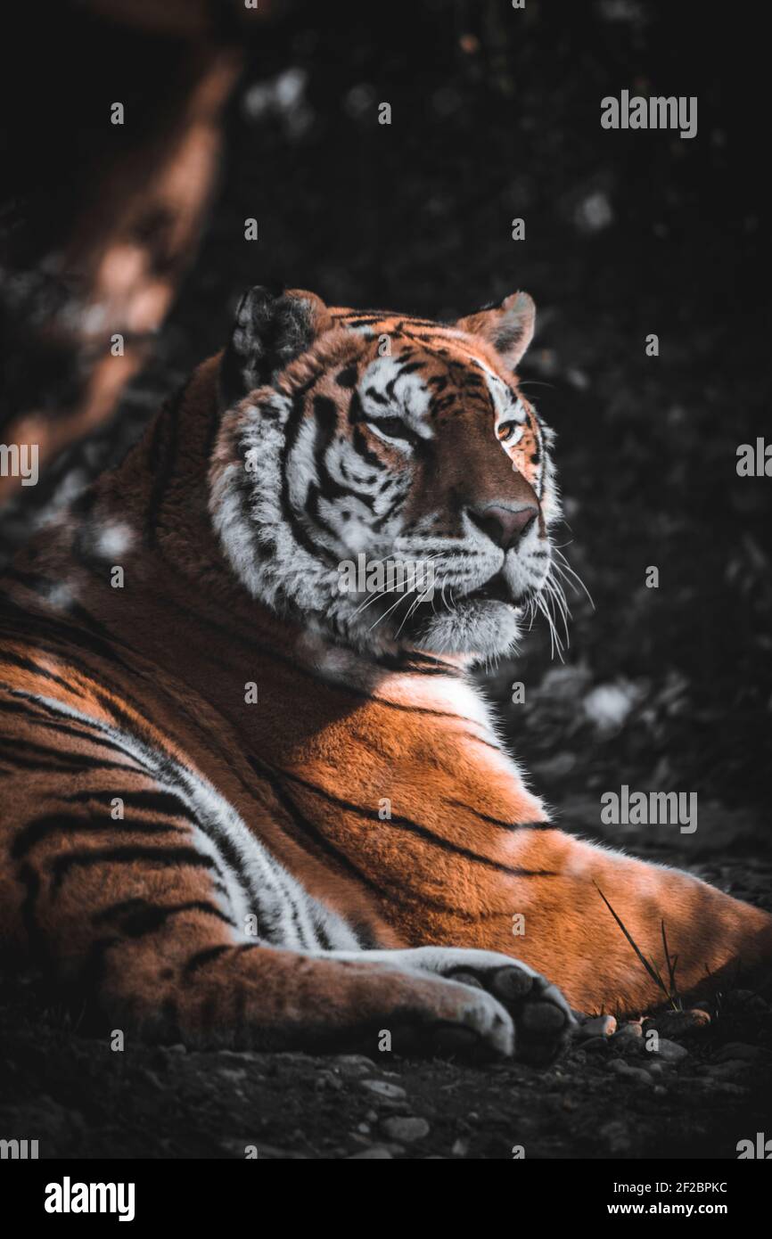 Tiger gefangen -Fotos und -Bildmaterial in hoher Auflösung – Alamy