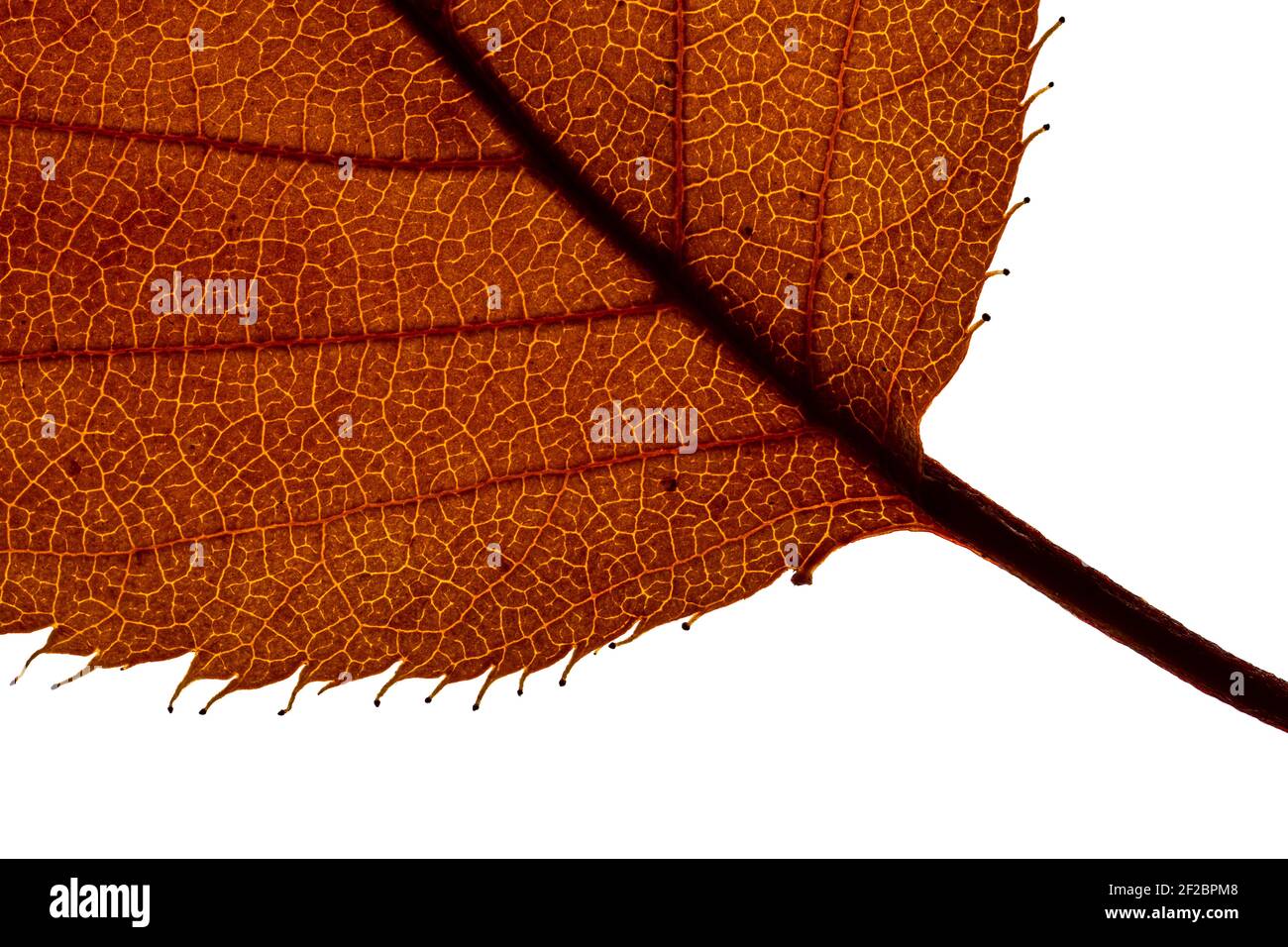 Extreme Nahaufnahme eines Herbstes aus der beleuchtet Zurück Stockfoto