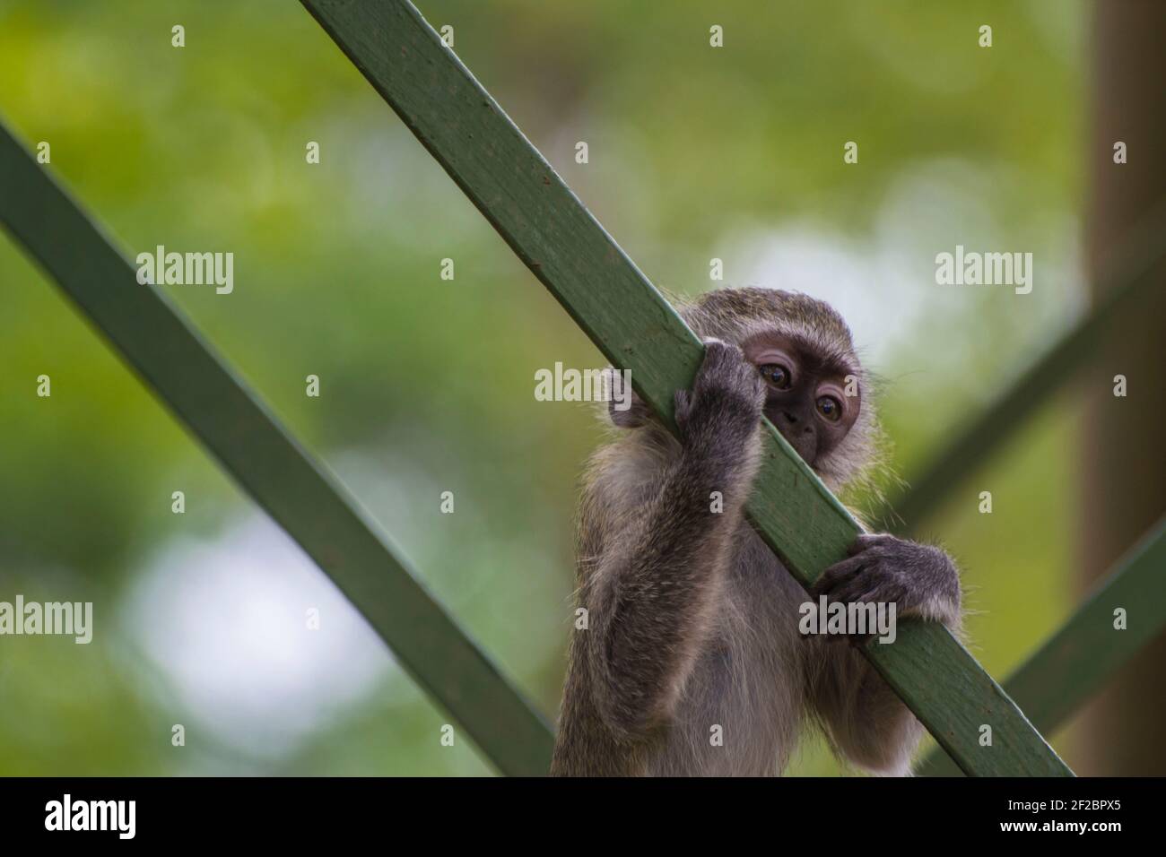 Baby vervet Affe hält auf einem Wasserturm im Krüger National Park, Südafrika. Februar 2016. Stockfoto