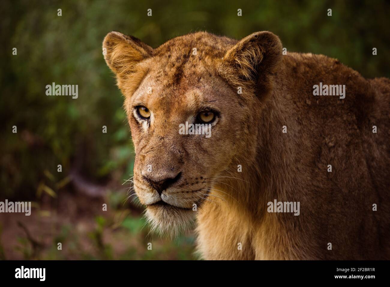 Eine einsames Löwin in Kapama Wildreservat, Südafrika. Februar 2021. Stockfoto