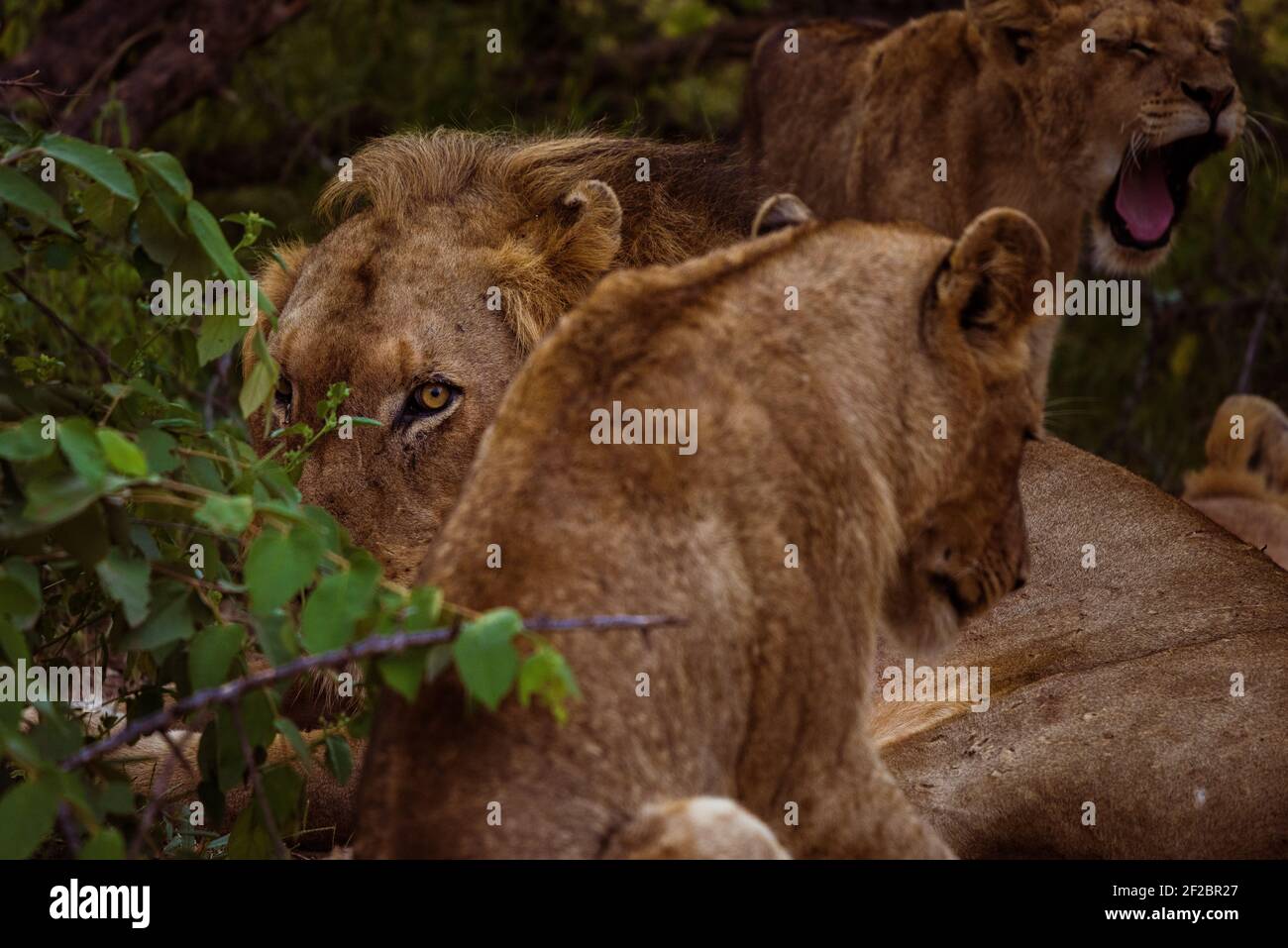 Ein männlicher Löwe, der aus seinem Stolz im Kapama Game Reserve, Südafrika, die Kamera anschaut. Februar 2021 Stockfoto