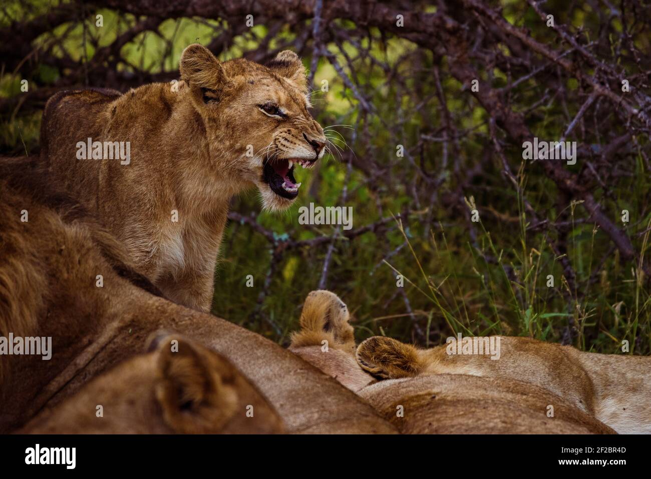 Lion Cub brüllt unter einem Stolz in Kapama Game Reserve, Südafrika. Februar 2021 Stockfoto